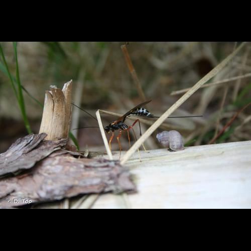 <i>Coleocentrus excitator</i> (Poda, 1761) © D. Top