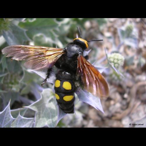 <i>Megascolia maculata</i> (Drury, 1773) © NULL