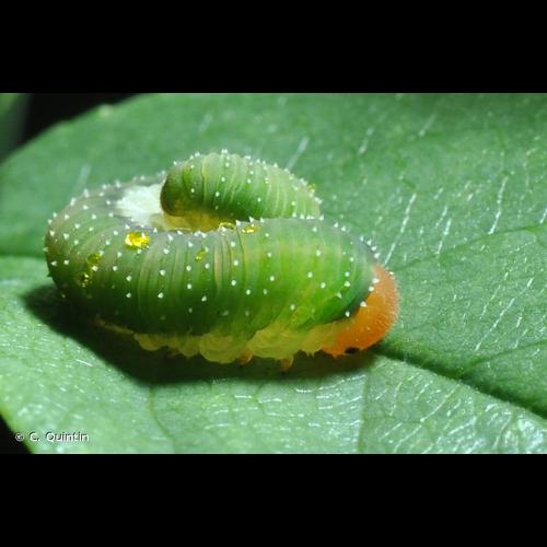 <i>Allantus viennensis</i> (Schrank, 1781) © C. Quintin