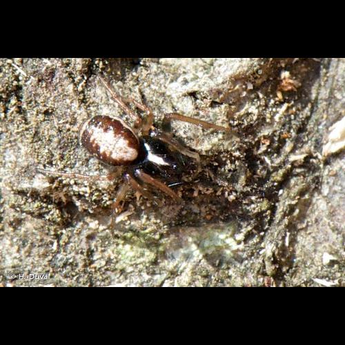 <i>Hypsosinga albovittata</i> (Westring, 1851) © H. Duval