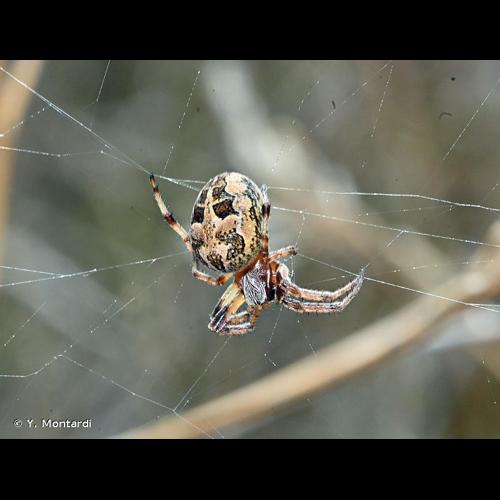 <i>Larinioides cornutus</i> (Clerck, 1758) &copy; Y. Montardi