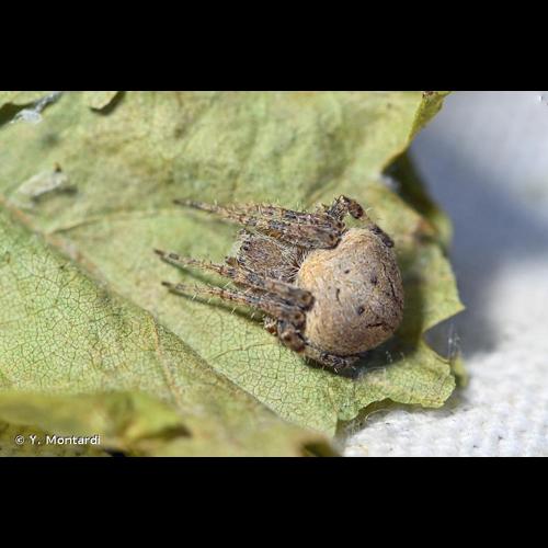 <i>Neoscona subfusca</i> (C.L. Koch, 1837) © Y. Montardi