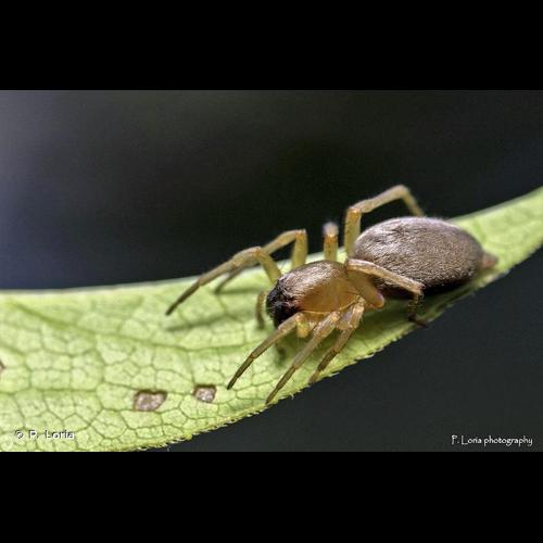<i>Clubiona pseudoneglecta</i> Wunderlich, 1994 © P. Loria