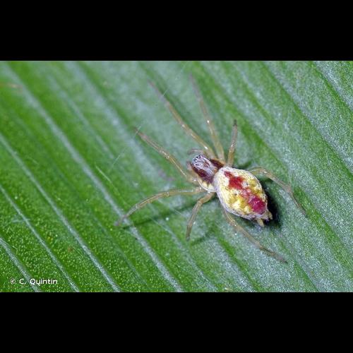 <i>Nigma puella</i> (Simon, 1870) © C. Quintin