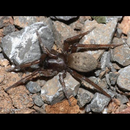 <i>Gnaphosa dolosa</i> Herman, 1879 © S. Déjean