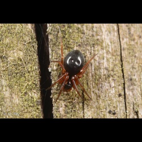 <i>Hypomma cornutum</i> (Blackwall, 1833) © J-J. Tilly