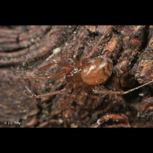 <i>Lepthyphantes leprosus</i> (Ohlert, 1865) © J-J. Tilly