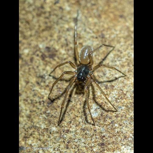 <i>Porrhomma convexum</i> (Westring, 1851) © P. Tyssandier