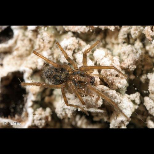 <i>Liocranoeca striata</i> (Kulczyński, 1882) © J-J. Tilly