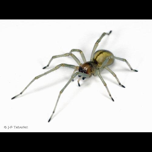 <i>Cheiracanthium elegans</i> Thorell, 1875 &copy; J-P Taberlet