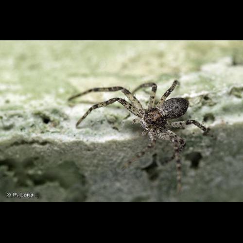 <i>Philodromus buxi</i> Simon, 1884 © P. Loria