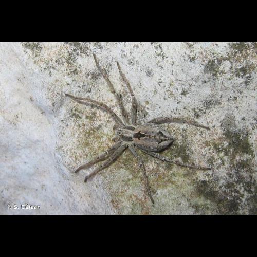 <i>Thanatus atratus</i> Simon, 1875 © S. Déjean