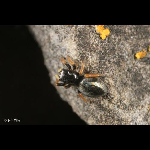 <i>Chalcoscirtus infimus</i> (Simon, 1869) &copy; J-J. Tilly