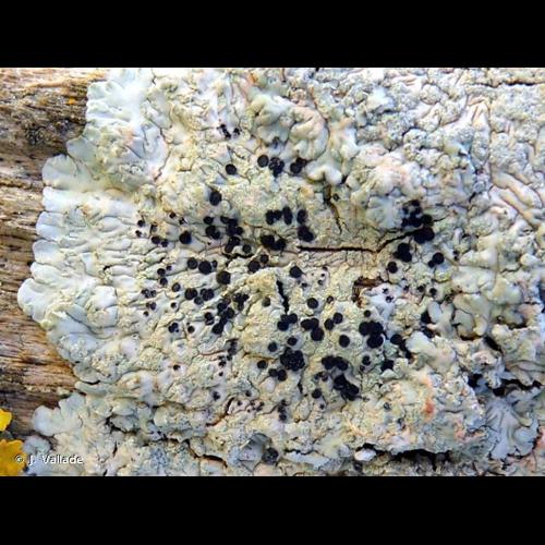 <i>Diploicia canescens</i> (Dicks.) A.Massal., 1852 © J. Vallade