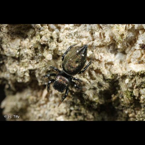 <i>Heliophanus kochii</i> Simon, 1869 © J-J. Tilly