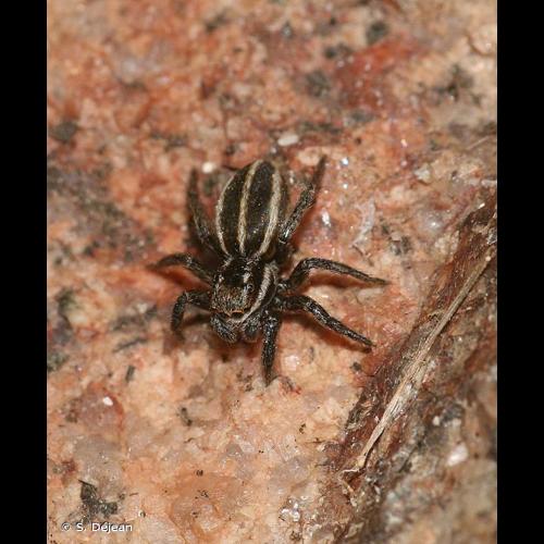 <i>Phlegra bresnieri</i> (Lucas, 1846) © S. Déjean