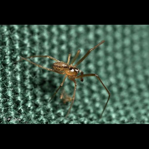 <i>Rugathodes instabilis</i> (O. Pickard-Cambridge, 1871) © P. Loria