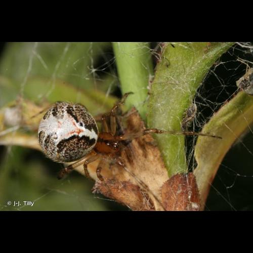 <i>Theridion hemerobium</i> Simon, 1914 © J-J. Tilly