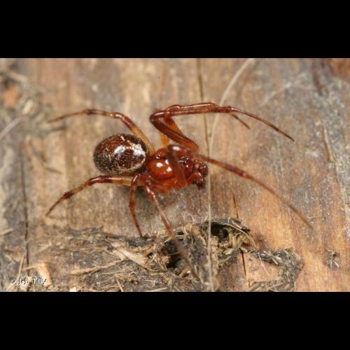 <i>Theridion pictum</i> (Walckenaer, 1802) &copy; J-J. Tilly