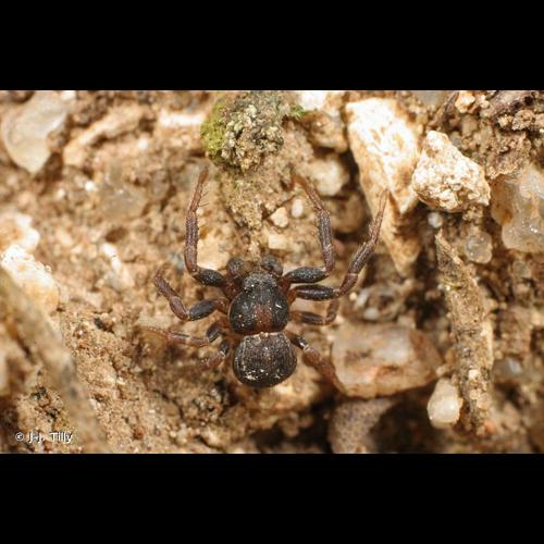 <i>Ozyptila claveata</i> (Walckenaer, 1837) &copy; J-J. Tilly