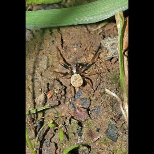 <i>Ozyptila simplex</i> (O. Pickard-Cambridge, 1862) © J-J. Tilly