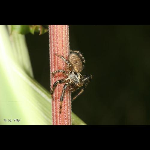 <i>Xysticus kempeleni</i> Thorell, 1872 © J-J. Tilly