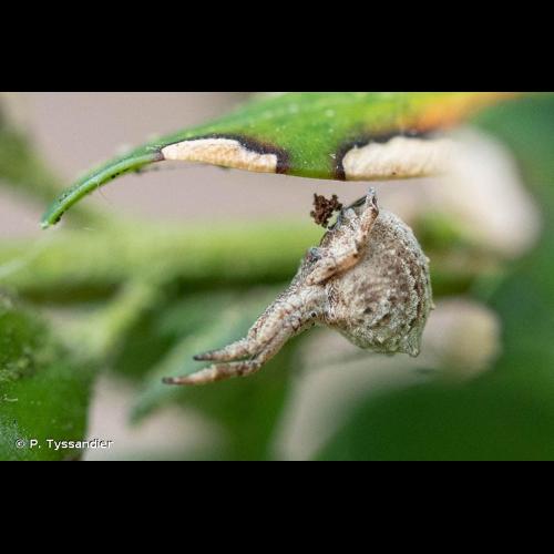 <i>Hyptiotes flavidus</i> (Blackwall, 1862) © P. Tyssandier