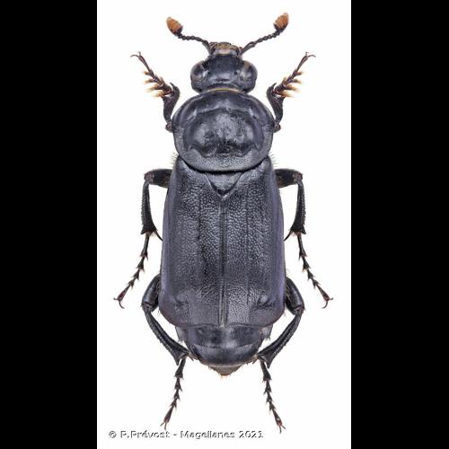 <i>Nicrophorus humator</i> (Gleditsch, 1767) © P.Prévost - Magellanes 2021
