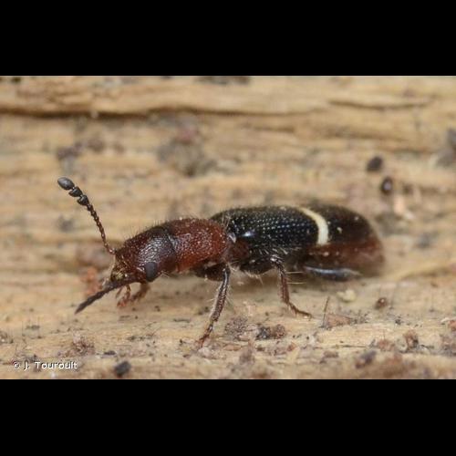 <i>Paratillus carus</i> (Newman, 1840) &copy; J. Touroult