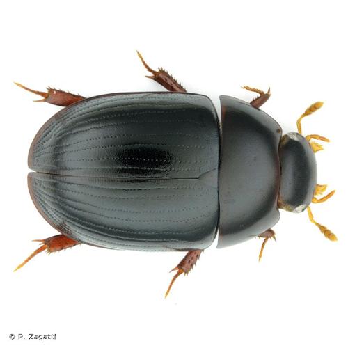 <i>Dactylosternum abdominale</i> (Fabricius, 1792) &copy; P. Zagatti