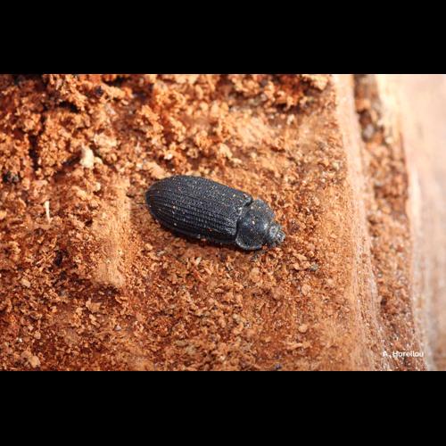 <i>Grynocharis oblonga</i> (Linnaeus, 1758) &copy; A. Horellou