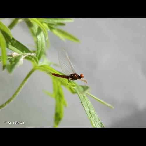 <i>Serratella ignita</i> (Poda, 1761) © M. Chovet