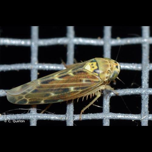 <i>Lamprotettix nitidulus</i> (Fabricius, 1787) © C. Quintin