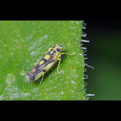 <i>Eupteryx aurata</i> (Linnaeus, 1758) © C. Quintin