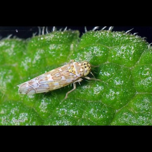 <i>Eupteryx decemnotata</i> Rey, 1891 &copy; C. Quintin