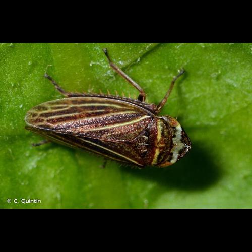 <i>Aphrodes makarovi</i> Zachvatkin, 1948 © C. Quintin