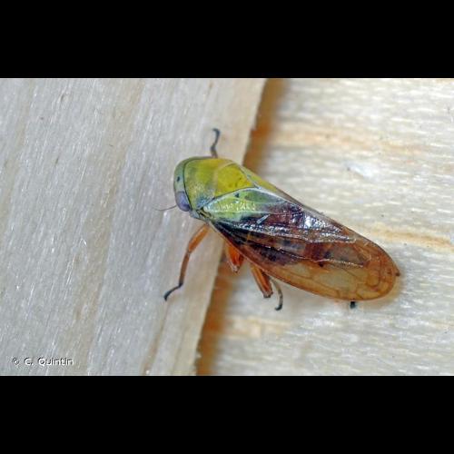 <i>Oncopsis flavicollis</i> (Linnaeus, 1761) © C. Quintin