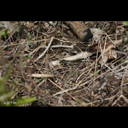 <i>Bembix tarsata</i> Latreille, 1809 © D. Top