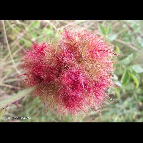 <i>Diplolepis rosae</i> (Linnaeus, 1758) &copy; O. Roquinarc'h