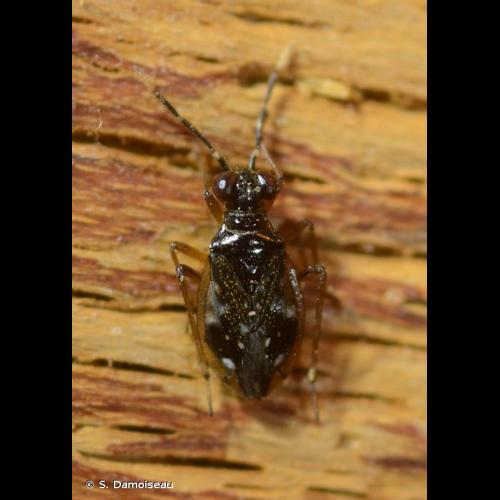 <i>Chartoscirta elegantula</i> (Fallén, 1807) © S. Damoiseau