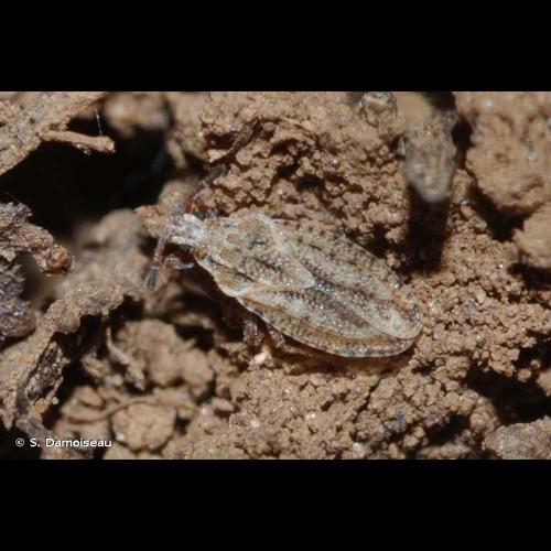 <i>Tingis maculata</i> (Herrich-Schäffer, 1838) © S. Damoiseau