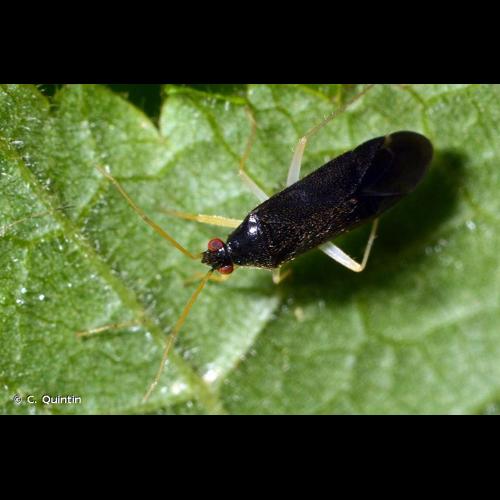 <i>Phylus coryli</i> (Linnaeus, 1758) &copy; C. Quintin