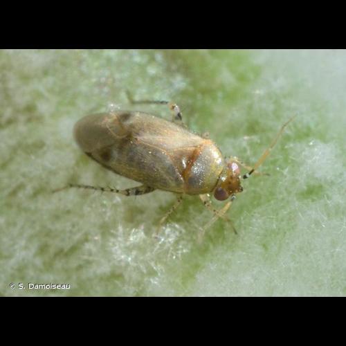 <i>Campylomma verbasci</i> (Meyer-Dür, 1843) © S. Damoiseau