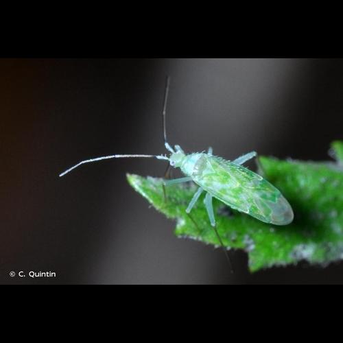 <i>Malacocoris chlorizans</i> (Panzer, 1794) © C. Quintin