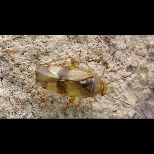 <i>Pinalitus cervinus</i> (Herrich-Schäffer, 1841) © F. Michalke