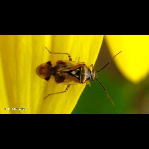 <i>Orthops basalis</i> (A. Costa, 1853) © F. Michalke