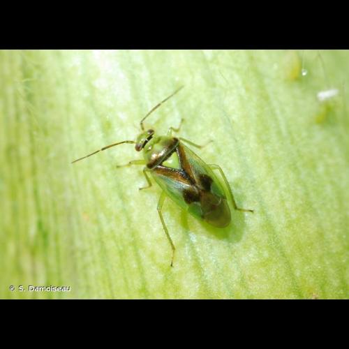 <i>Orthops campestris</i> (Linnaeus, 1758) © S. Damoiseau