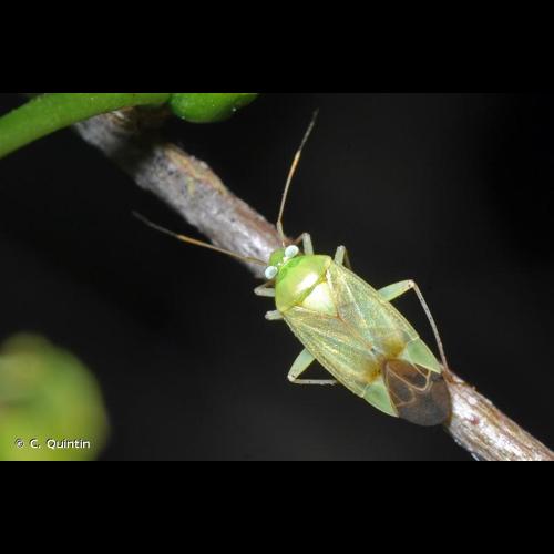 <i>Neolygus contaminatus</i> (Fallén, 1807) © C. Quintin
