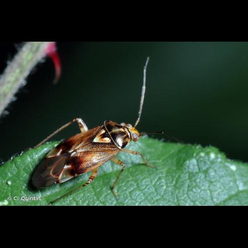 <i>Lygus pratensis</i> (Linnaeus, 1758) © C. Quintin