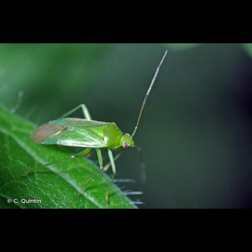 <i>Lygocoris pabulinus</i> (Linnaeus, 1761) © C. Quintin